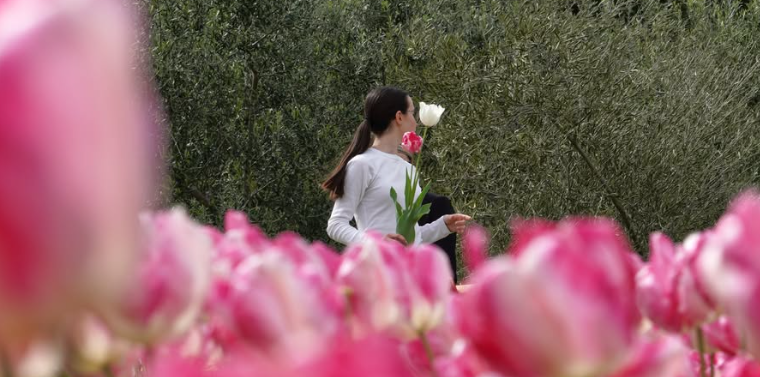 Una passeggiata tra i tulipani del giardino dell’Acero Scarlatto