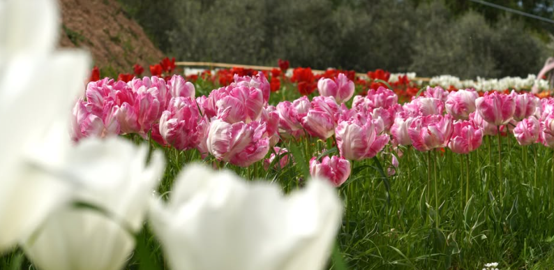 Tulipani rosa e bianchi nel giardino dell’Acero Scarlatto